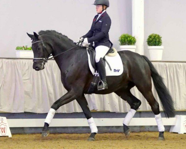 dressage horse Morinio 3 (Westphalian, 2018, from Morricone)