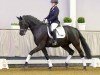 dressage horse Morinio 3 (Westphalian, 2018, from Morricone)