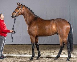 dressage horse American Idol (Westphalian, 2017, from Apollon)