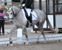 broodmare Die Kleine Victoria (German Riding Pony, 2007, from Dornik B)