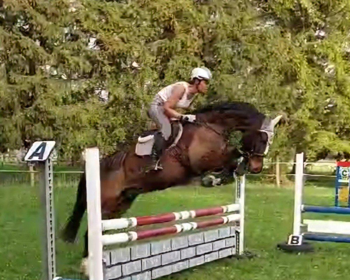 jumper Superfly 5 (Hanoverian, 2009, from Sir Shutterfly)