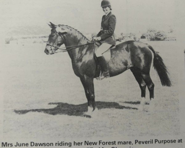 broodmare Peveril Purpose (New Forest Pony, 1971, from Burton Starlight)