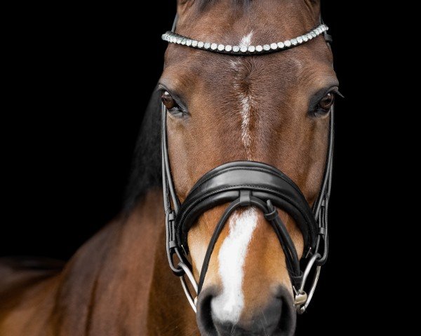 dressage horse Delailah DB (Rhinelander, 2010, from Delamanga)