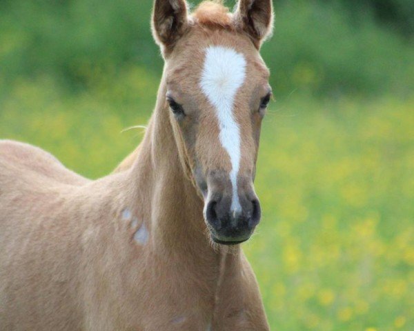 Dressurpferd Vienna Calling (Deutsches Reitpony, 2022, von FS New Chance)