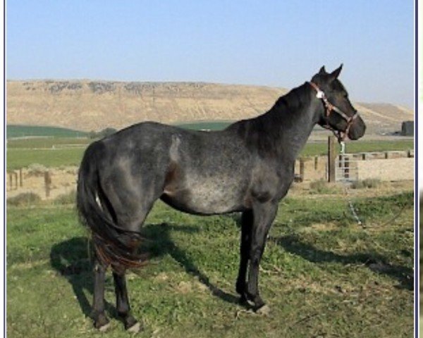 broodmare Hancock‘s Blue Dawn (Quarter Horse,  , from Little Doc Hancock)