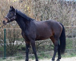 broodmare La Perla (Bavarian, 2015, from Sezuan)