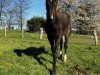 dressage horse Skydancer (Westphalian, 2023, from Sky)