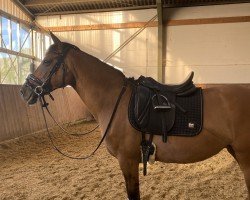 dressage horse Diamond Cookie (German Riding Pony, 2014, from Don Dolino)