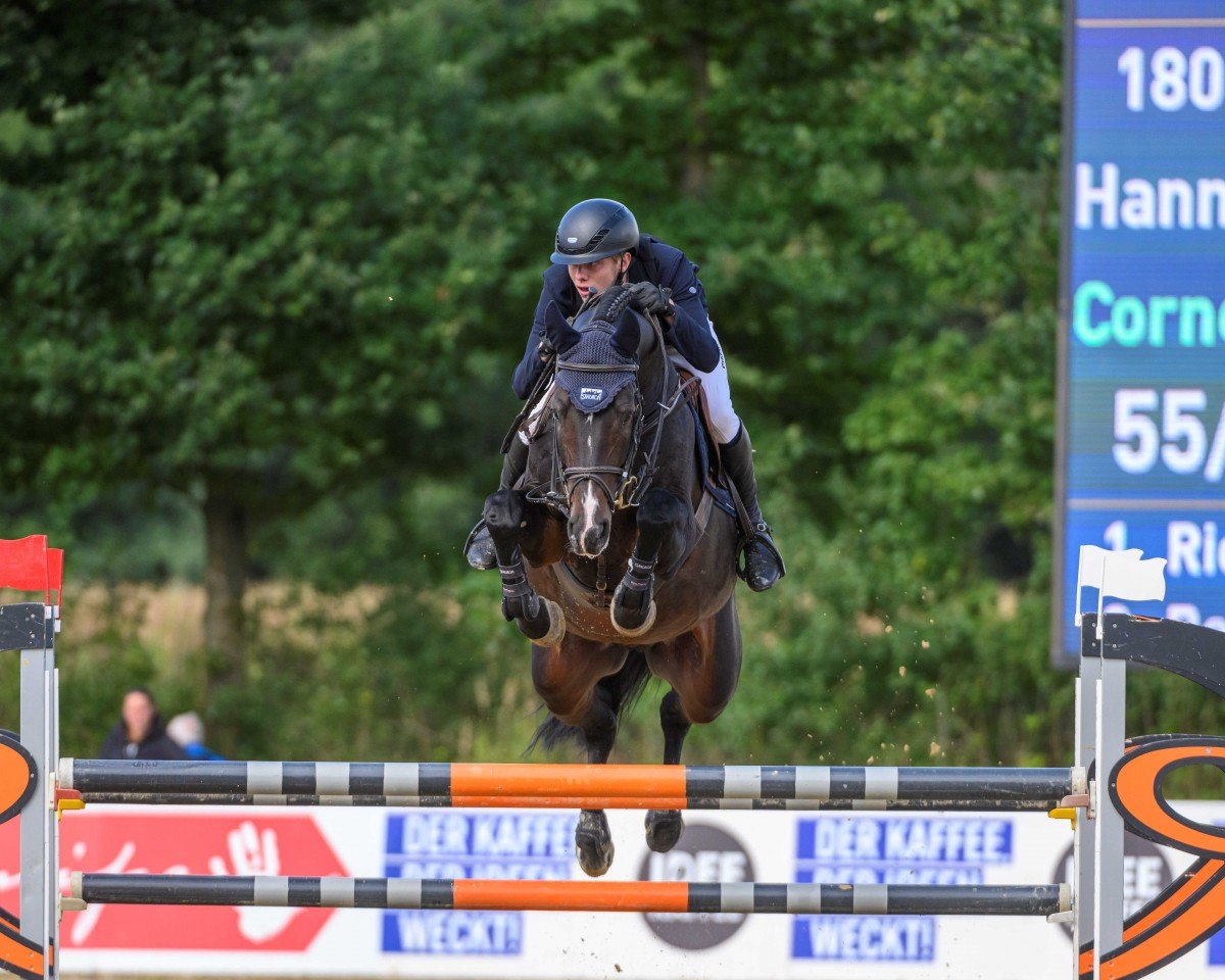 Deckhengst COQUETTO (Holsteiner, 2016, von Cornet Obolensky)