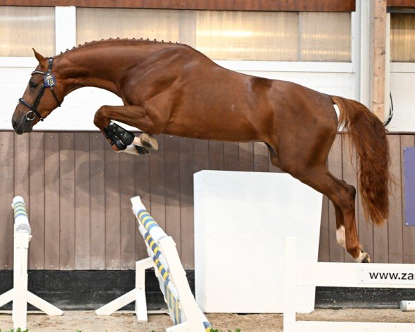 stallion Uno van den Berg (Belgian Warmblood, 2020, from Minute Man)