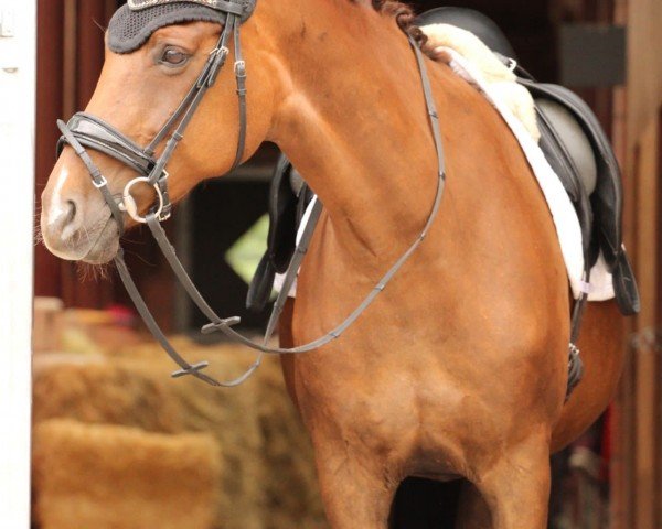 dressage horse Feja (Hanoverian, 2008, from Fidertanz)