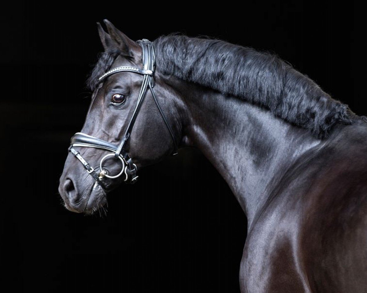 stallion Decurio 3 (Hanoverian, 2008, from Desperados FRH)