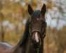 dressage horse Catoo's Chocolate Chip (Holsteiner, 2018, from Catoo)