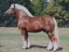 stallion Orloff (Rhenish-German Cold-Blood, 1988, from Ofus)