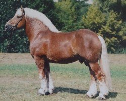 stallion Orloff (Rhenish-German Cold-Blood, 1988, from Ofus 1842)