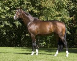 stallion Mighty Magic (Holsteiner, 2003, from Mytens xx)