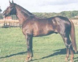 stallion Dauphin de Fligny (Selle Français, 1991, from Rosire)