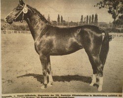 broodmare Isagunde (Noble Warmblood, 1976, from Guam 3192)