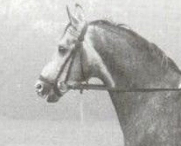 stallion Orthos (Westphalian, 1974, from Gottschalk)