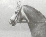 horse Orthos (Westphalian, 1973, from Gottschalk)