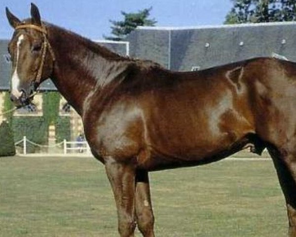 stallion Type D'Elle (Selle Français, 1985, from Narcos II)