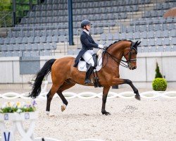 dressage horse Valentano 3 (Rhinelander, 2012, from Vitalis)