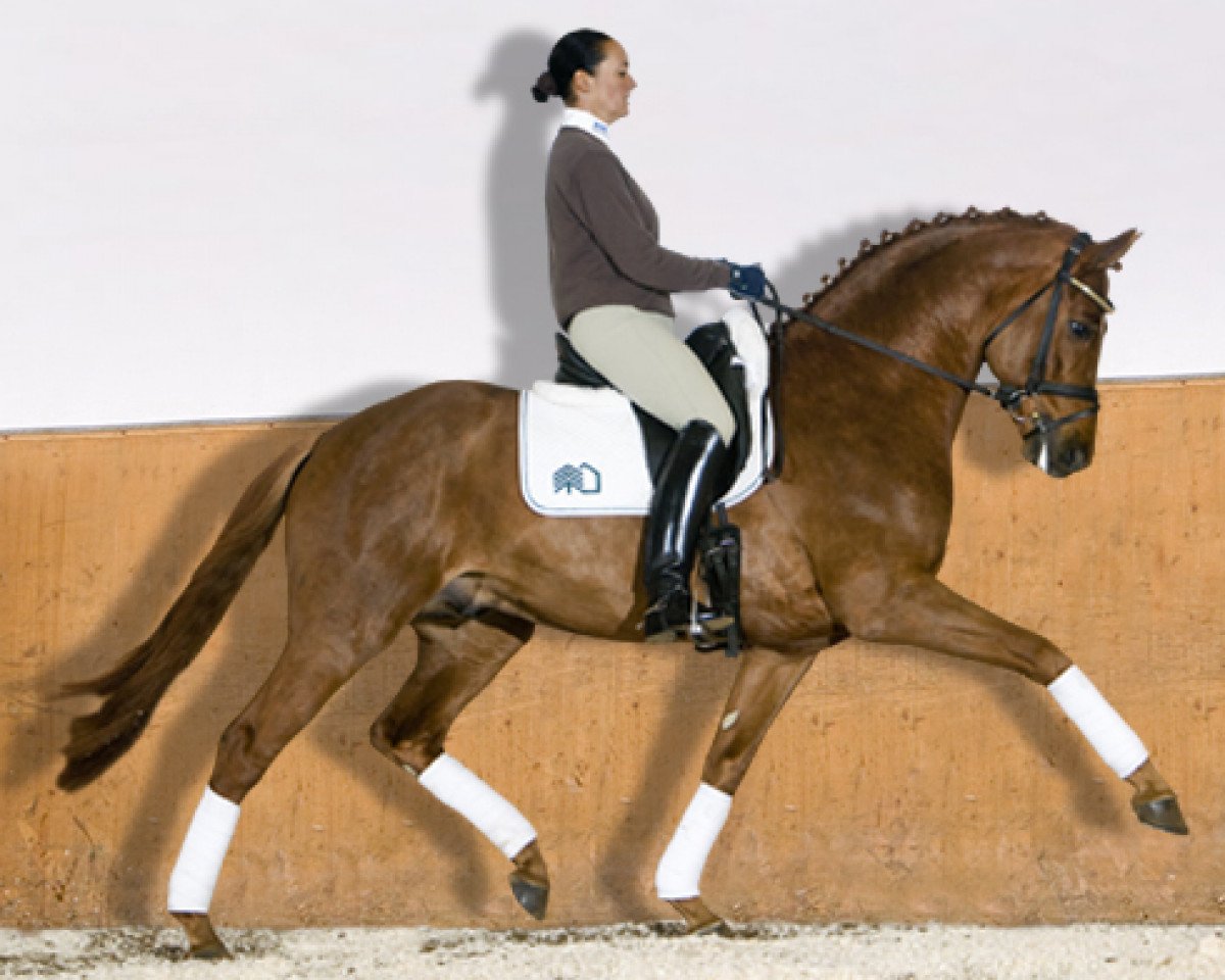 dressage horse Tannenhof's London Swing (Hanoverian, 2002, from Londonderry)