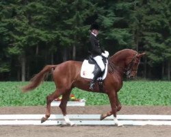 dressage horse Quanderus (Mecklenburg, 2005, from Quando-Quando)