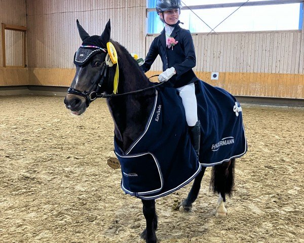 jumper Balou rocks (Welsh-Pony (Section B), 2014, from Best August)