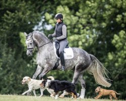 dressage horse Best of 10 (Westfale, 2015, from Belantis)