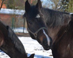 Springpferd Emae S (Holsteiner, 2012, von Crunch 3)