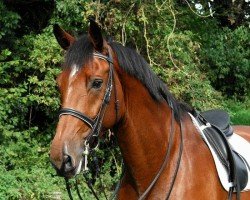 dressage horse Constantijn 3 (Holsteiner, 2004, from Contender)