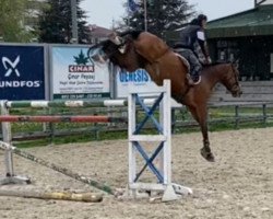 jumper Just G (KWPN (Royal Dutch Sporthorse), 2011, from A Lee Spring Power)