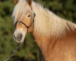 Springpferd Sternblick 7 (Haflinger, 2013)