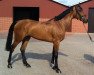 broodmare Chaletta (Oldenburg show jumper, 2005, from Chacco-Blue)