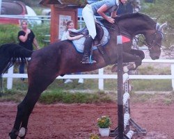 jumper Canto Grande (Czech Warmblood, 2005, from Catango)