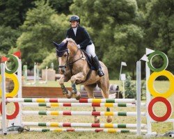 dressage horse Nebio (Haflinger, 2002, from Nebos II (3,125% ox))