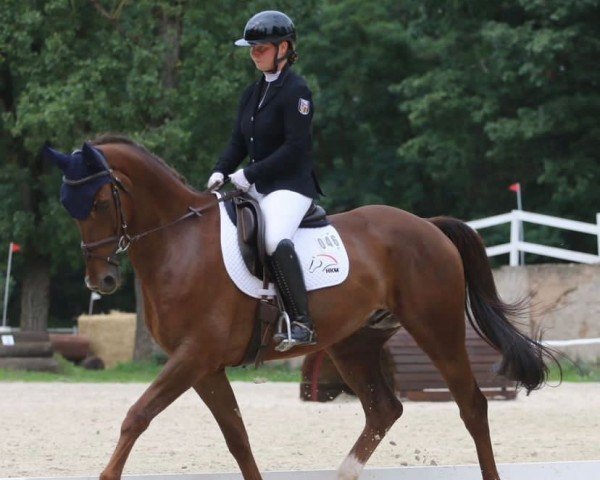 Springpferd Cosmic de la Griotte (Selle Français, 2012, von Stormy de Sivry)