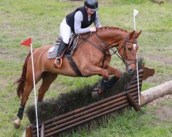 jumper Tullibards Get Ready Freddy (Irish Sport Horse, 2017, from Bennys Legacy)