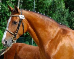 broodmare Jingl' Bells du Borget (Selle Français, 1997, from Coriolan)