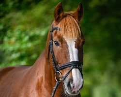 Springpferd Louis XV CH (Freiberger, 2013, von Legato)