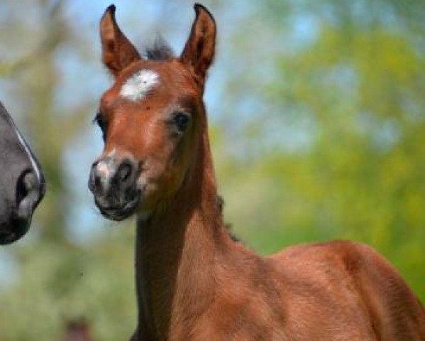 Pferd Gepetto d'ette (Welsh Pony (Sek.B), 2016, von Silvio I)