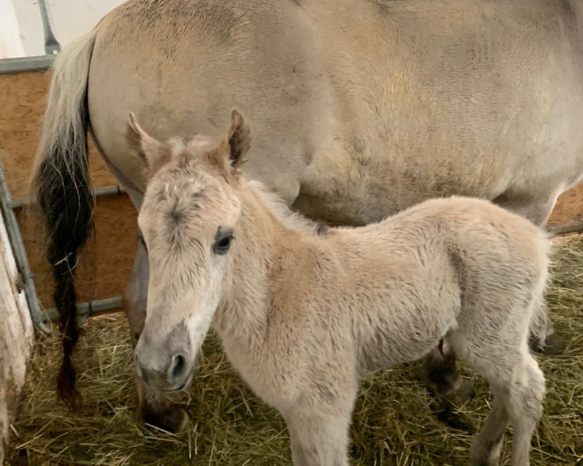 Pferd Irongrey vom Eicherbauer (Fjordpferd, 2024, von Ilmar)