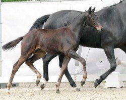 dressage horse D-Day (Westphalian, 2023, from Dynamic Dream)