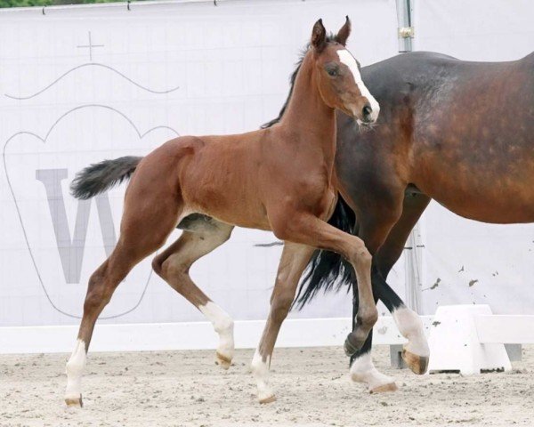 dressage horse Fesko (Westphalian, 2023, from Fashion In Black NRW)