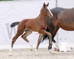 Dressurpferd Fesko (Westfale, 2023, von Fashion In Black NRW)