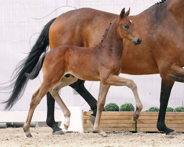 dressage horse Zauberklang (Westphalian, 2023, from Zauberlehrling PS OLD)