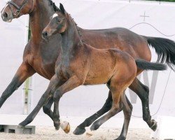 Springpferd Donna Callanda (Westfale, 2023, von Dallas VDL Z)