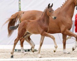 dressage horse So Londontime (Westphalian, 2023, from So Perfect)