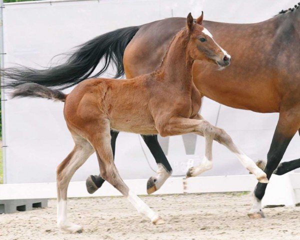 Springpferd Denver (Westfale, 2023, von Dia Corrado)